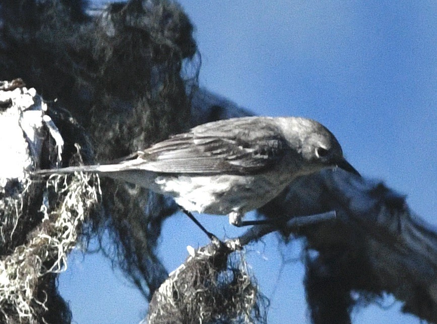 Yellow-rumped Warbler - ML620644093