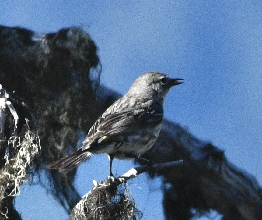 Yellow-rumped Warbler - ML620644094