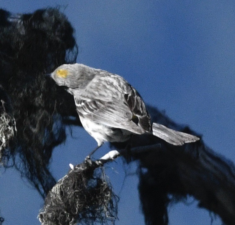 Yellow-rumped Warbler - ML620644095