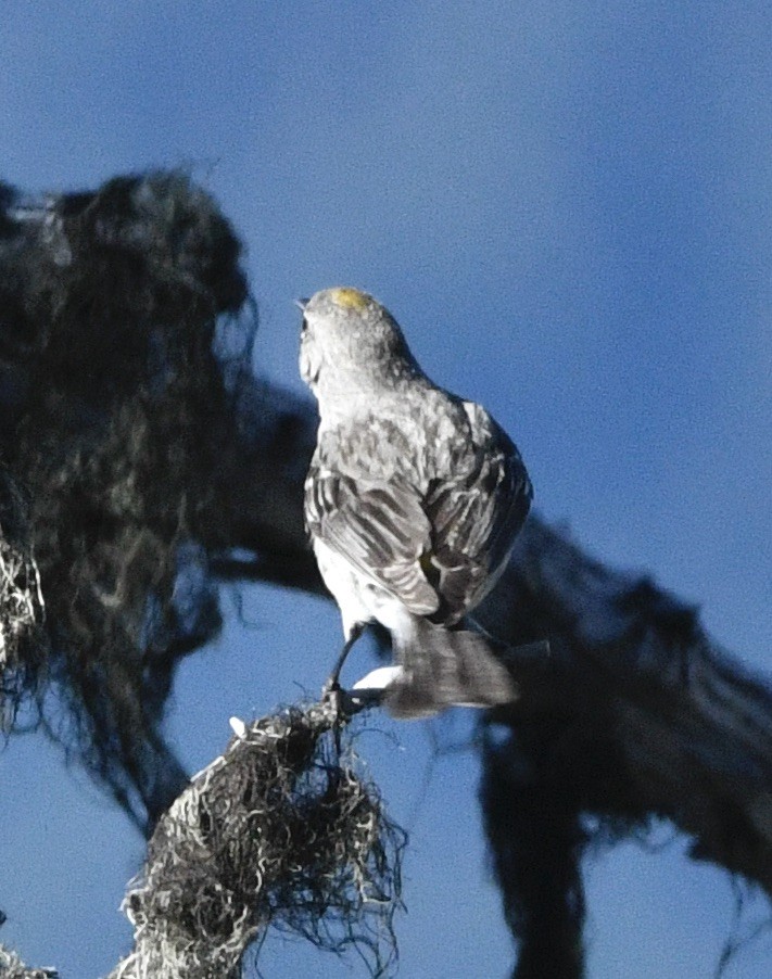 Yellow-rumped Warbler - ML620644096