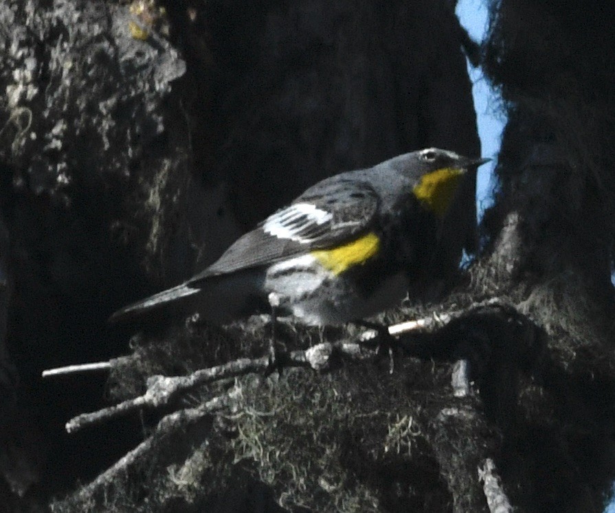 Yellow-rumped Warbler - ML620644097