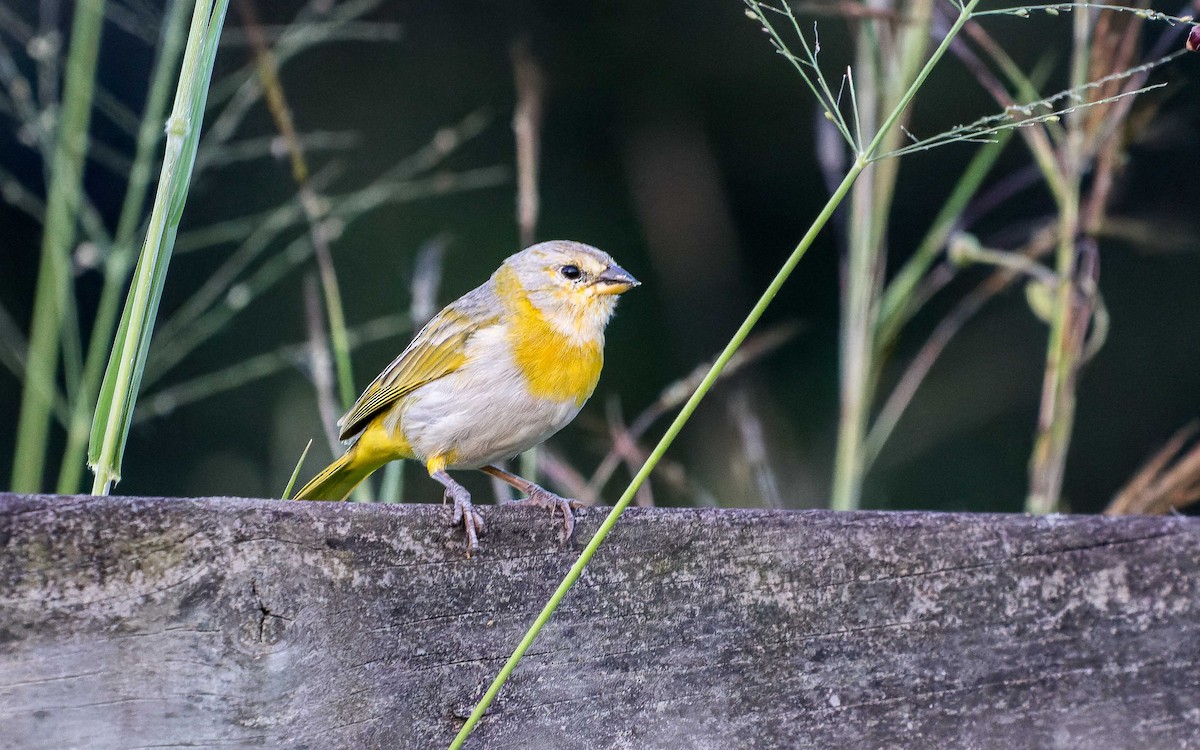 Saffron Finch - ML620644099