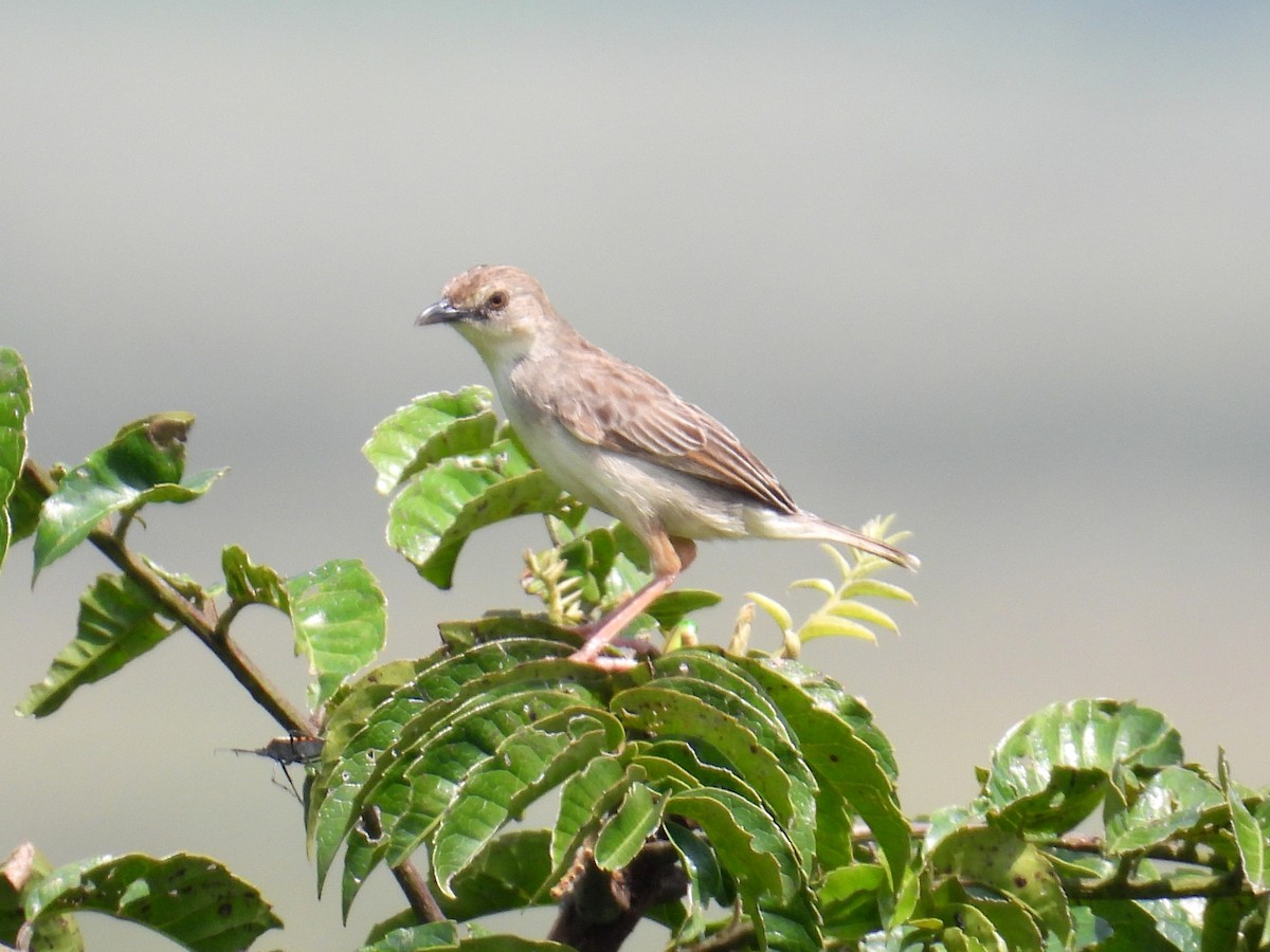 Prinia Modesta - ML620644103