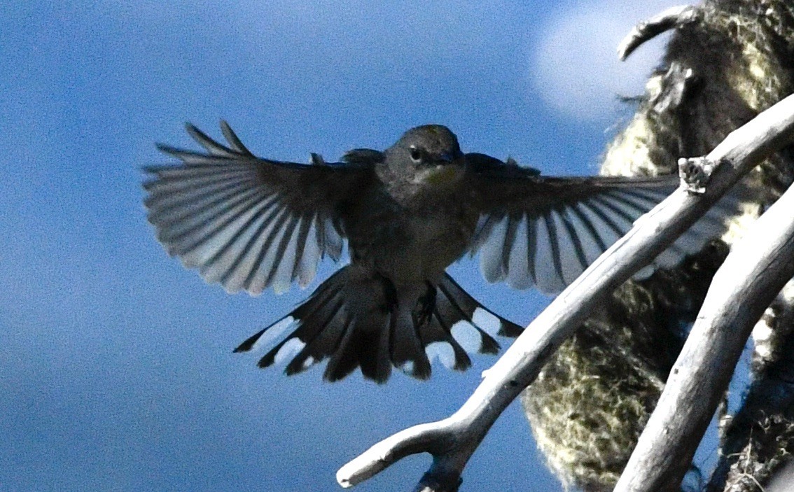 Junco ardoisé - ML620644104