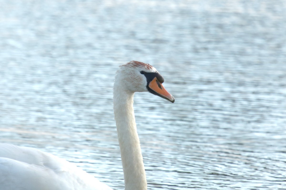 Cygne tuberculé - ML620644106