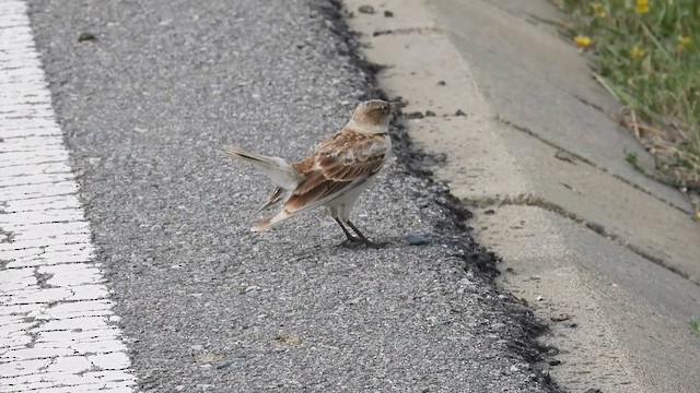 Tibetan Lark - ML620644107