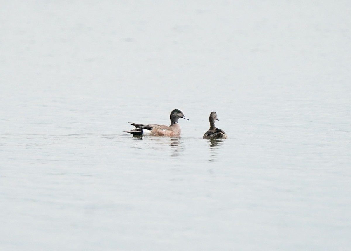 American Wigeon - ML620644108