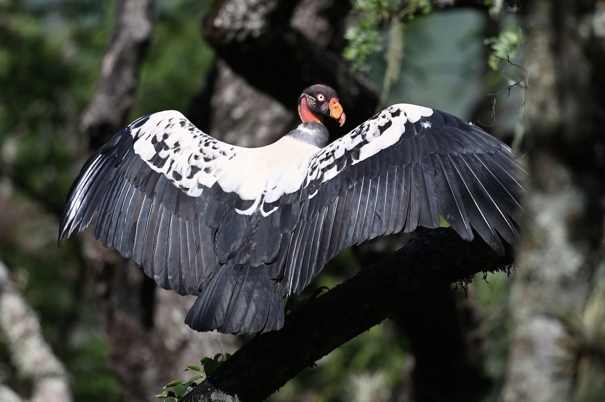 King Vulture - Allison Cao