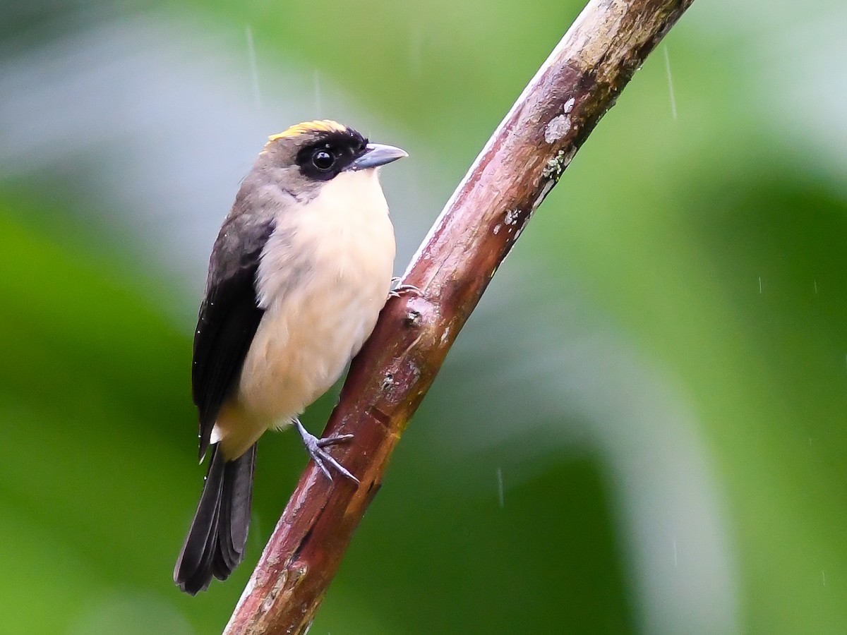 Black-goggled Tanager - Bruno Rennó