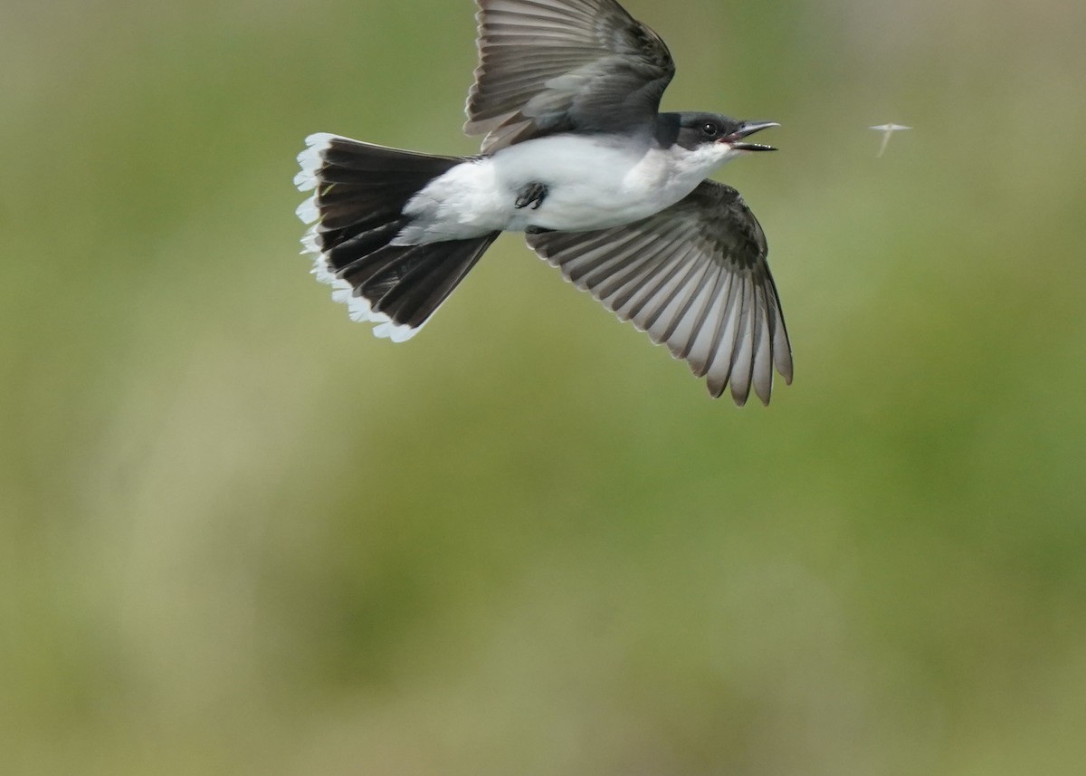 Eastern Kingbird - Pam Hardy