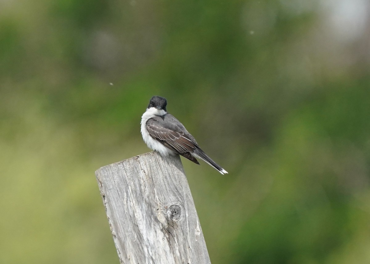 Eastern Kingbird - ML620644117