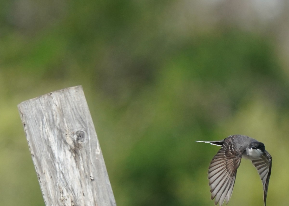 Eastern Kingbird - ML620644119