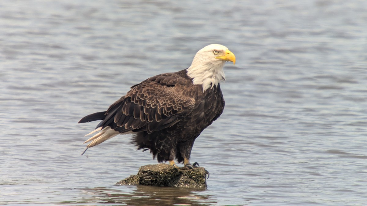 Bald Eagle - ML620644120