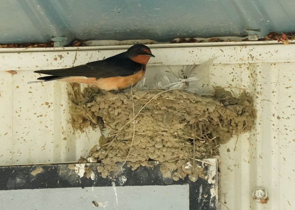 Barn Swallow - ML620644122