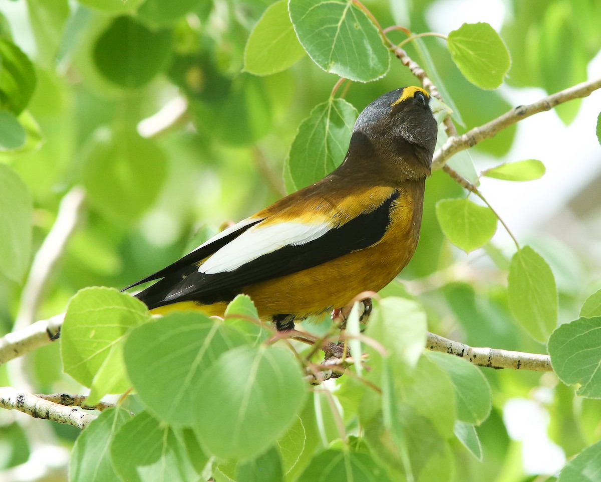 Evening Grosbeak - ML620644124