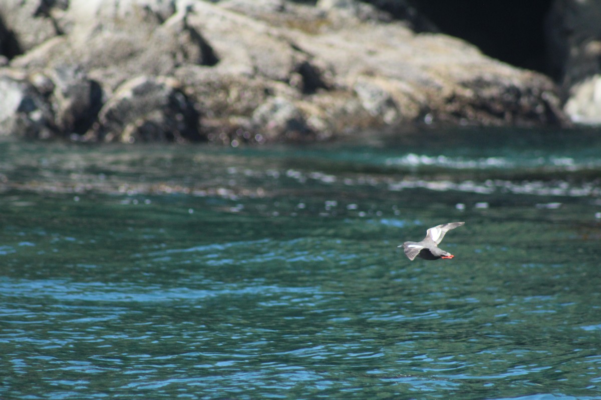 Pigeon Guillemot - ML620644125