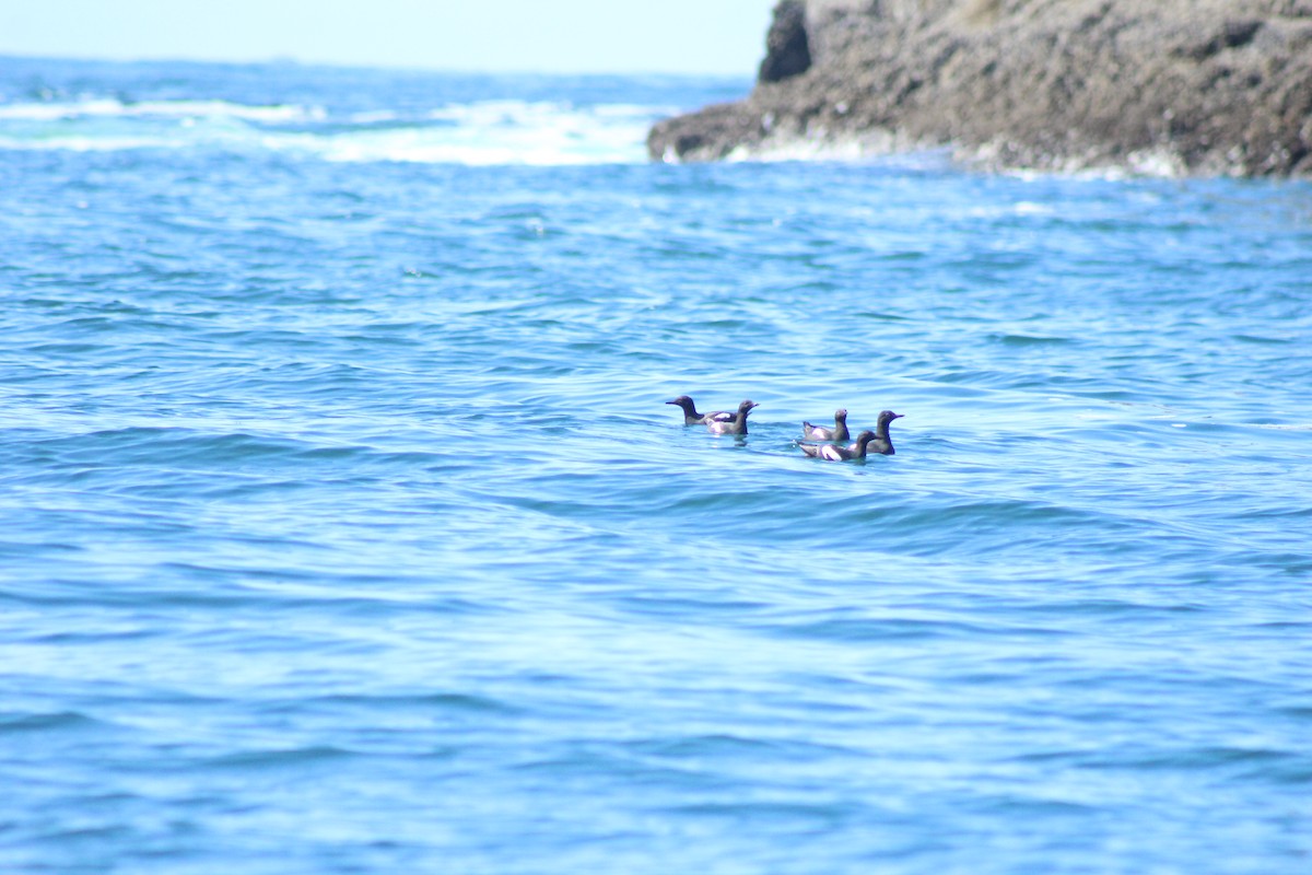 Pigeon Guillemot - ML620644126