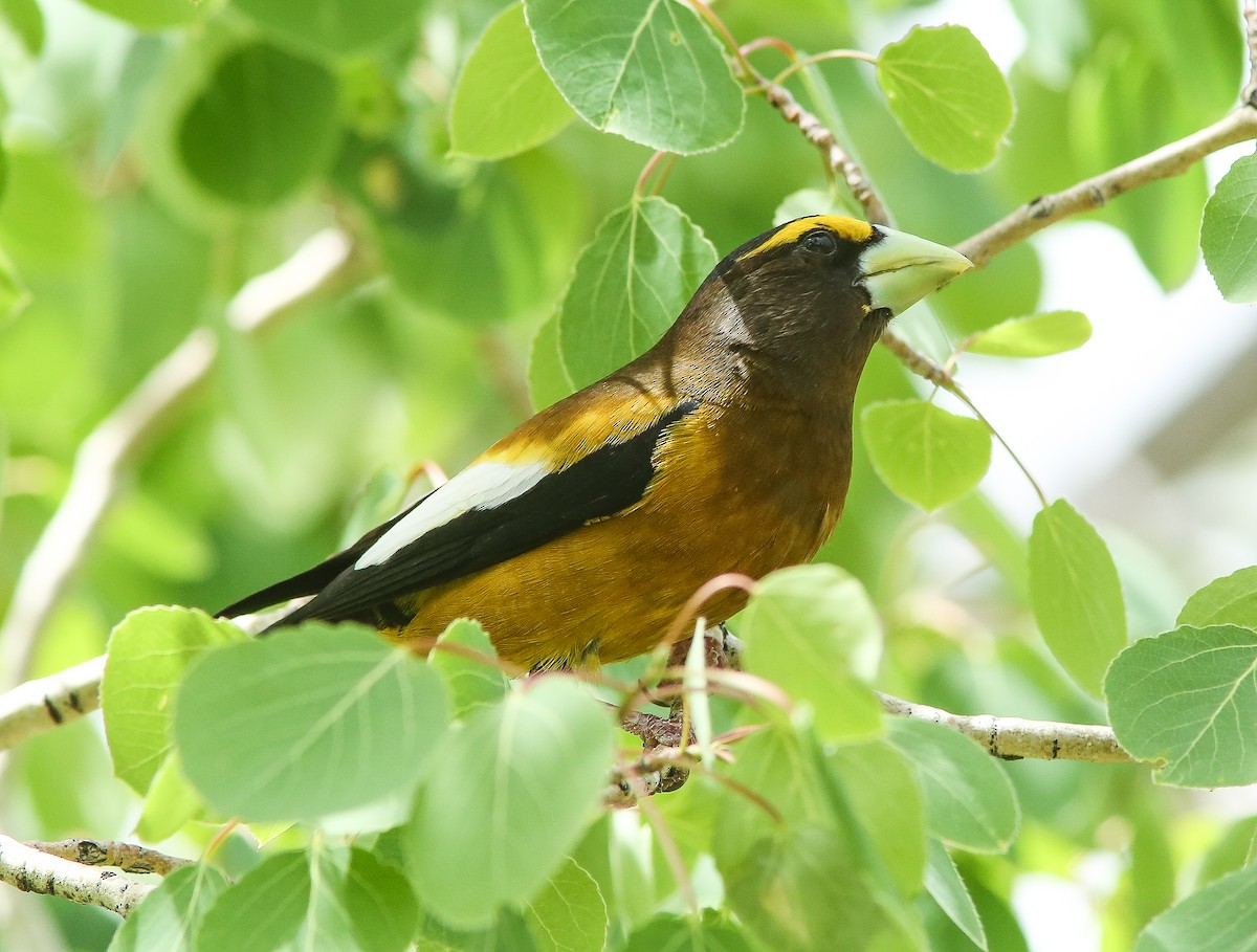 Evening Grosbeak - ML620644127