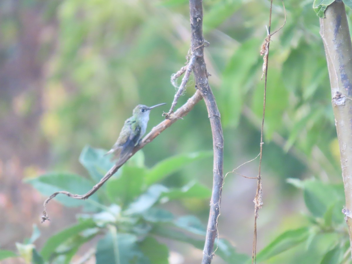 White-bellied Hummingbird - ML620644128