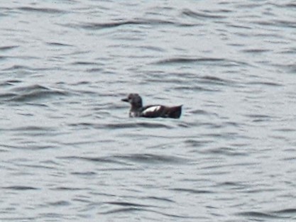 Pigeon Guillemot - ML620644129