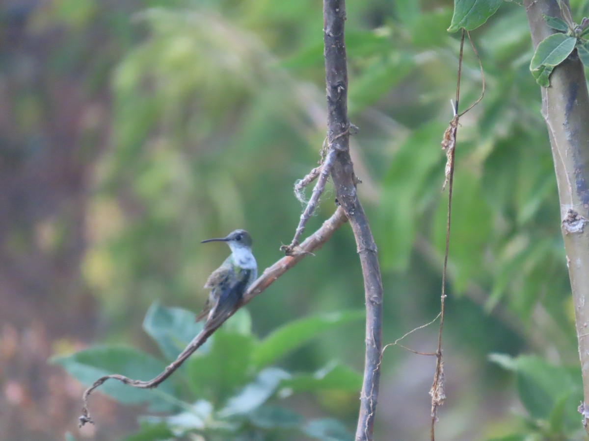 White-bellied Hummingbird - ML620644130