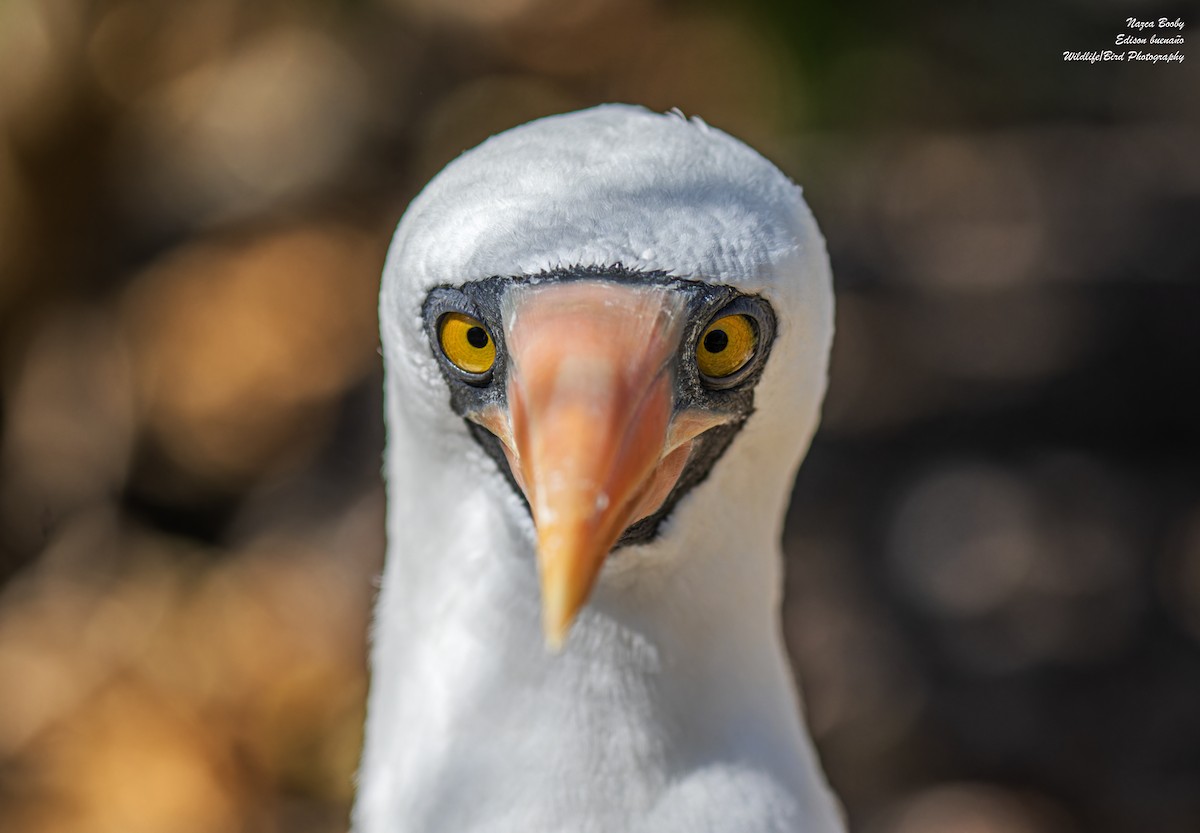 Nazca Booby - ML620644131