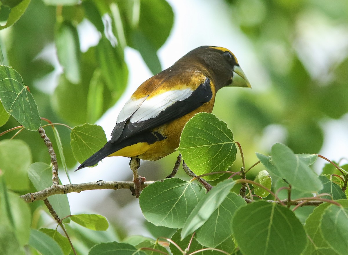 Evening Grosbeak - ML620644134