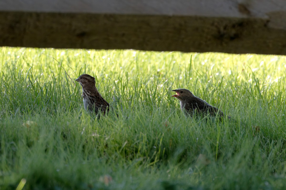 Brown-headed Cowbird - ML620644135