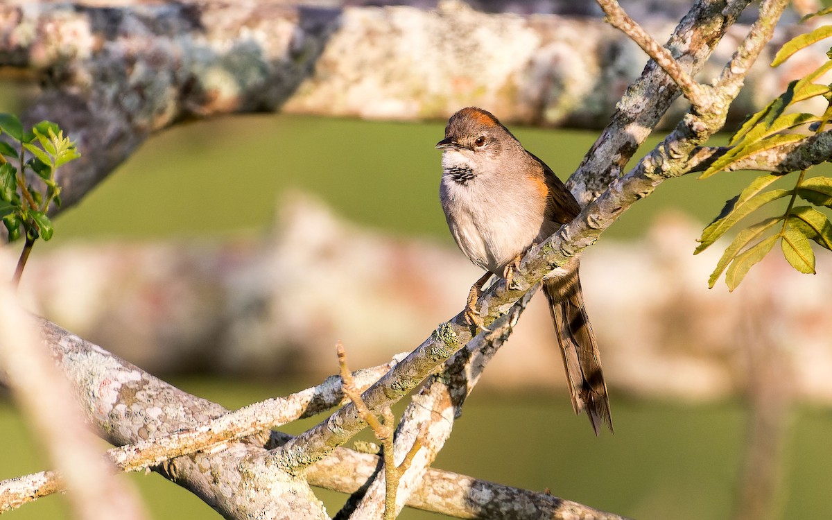 Pale-breasted Spinetail - ML620644136