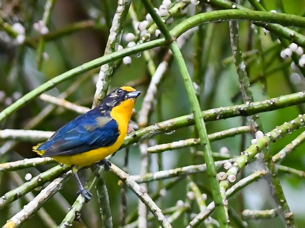 Violaceous Euphonia - ML620644137