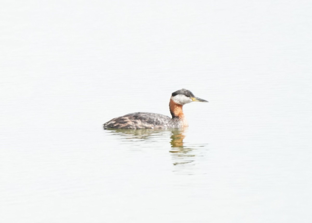 Red-necked Grebe - ML620644139