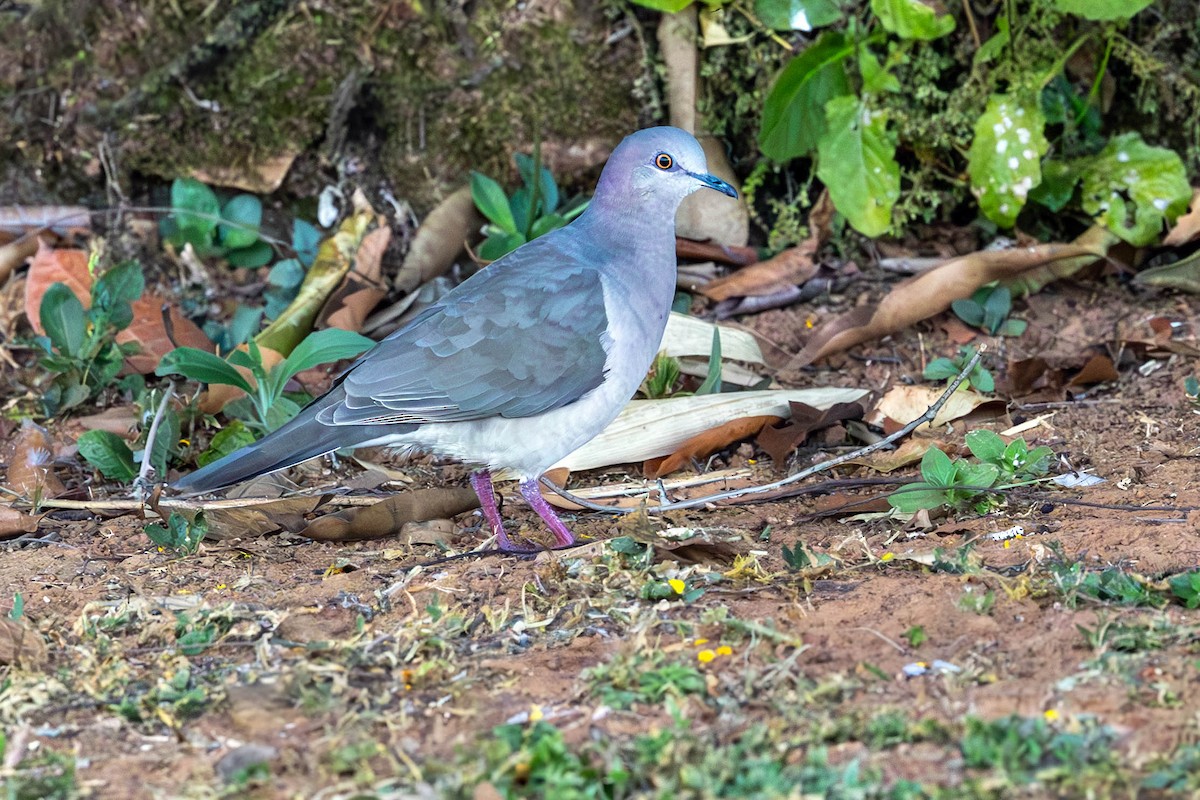 White-tipped Dove - ML620644140