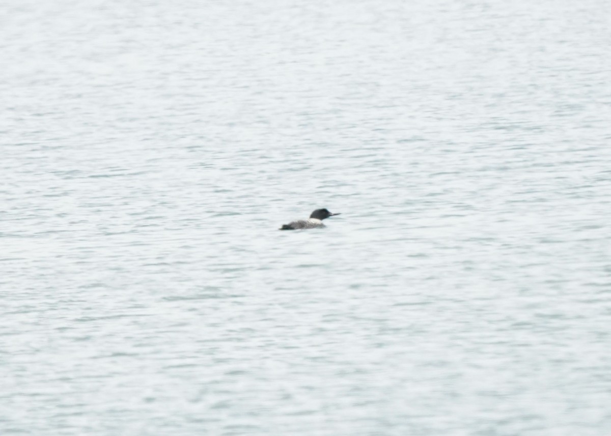 Common Loon - ML620644143