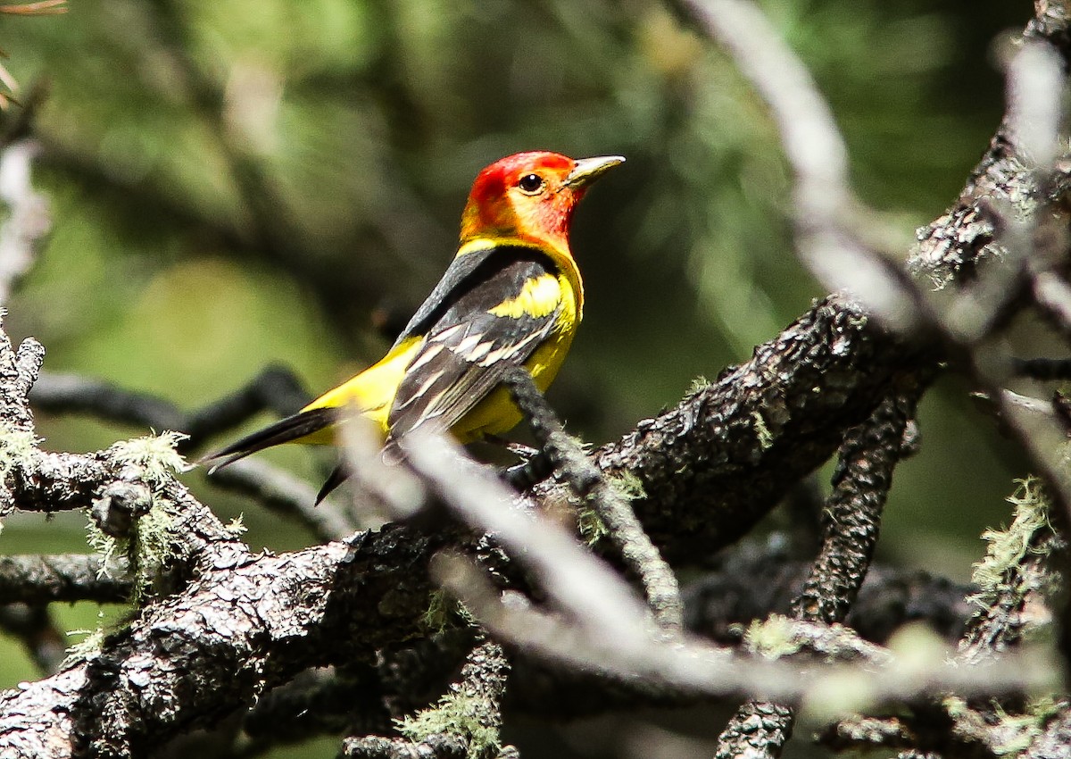 Western Tanager - ML620644144