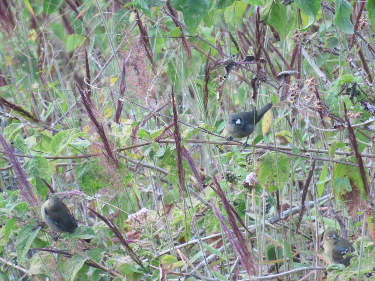 Yellow-bellied Seedeater - ML620644145