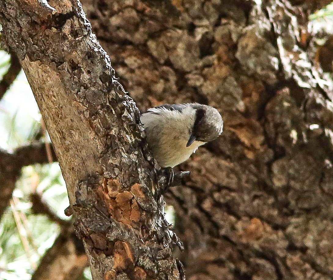 Pygmy Nuthatch - ML620644146