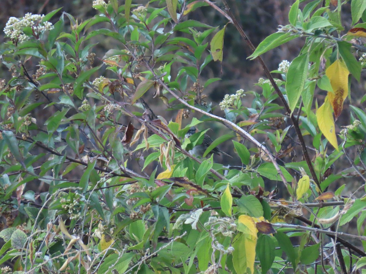 Rufous-collared Sparrow - ML620644147