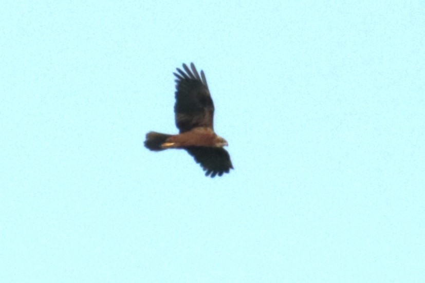 Western Marsh Harrier - ML620644148