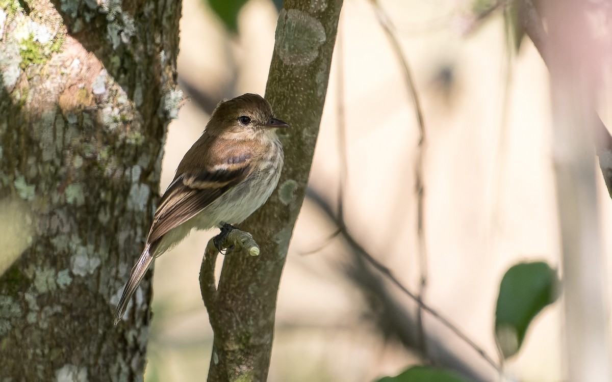 Bran-colored Flycatcher - ML620644154