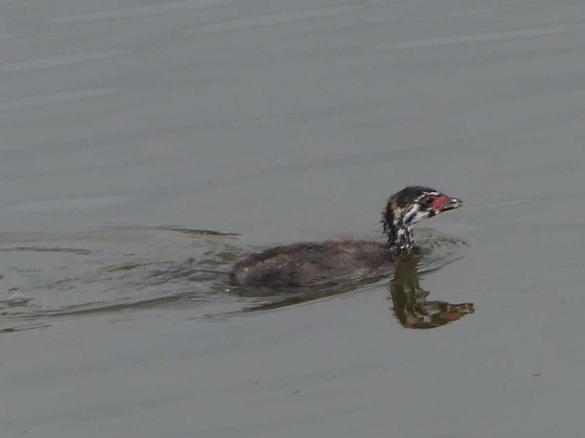 Pied-billed Grebe - ML620644156