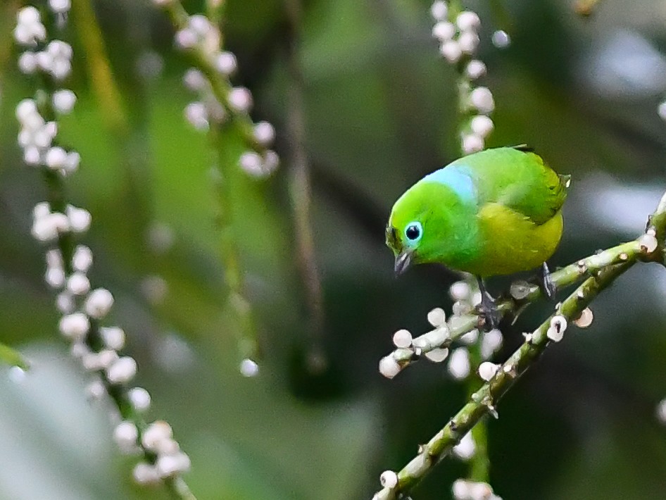 Blue-naped Chlorophonia - ML620644163