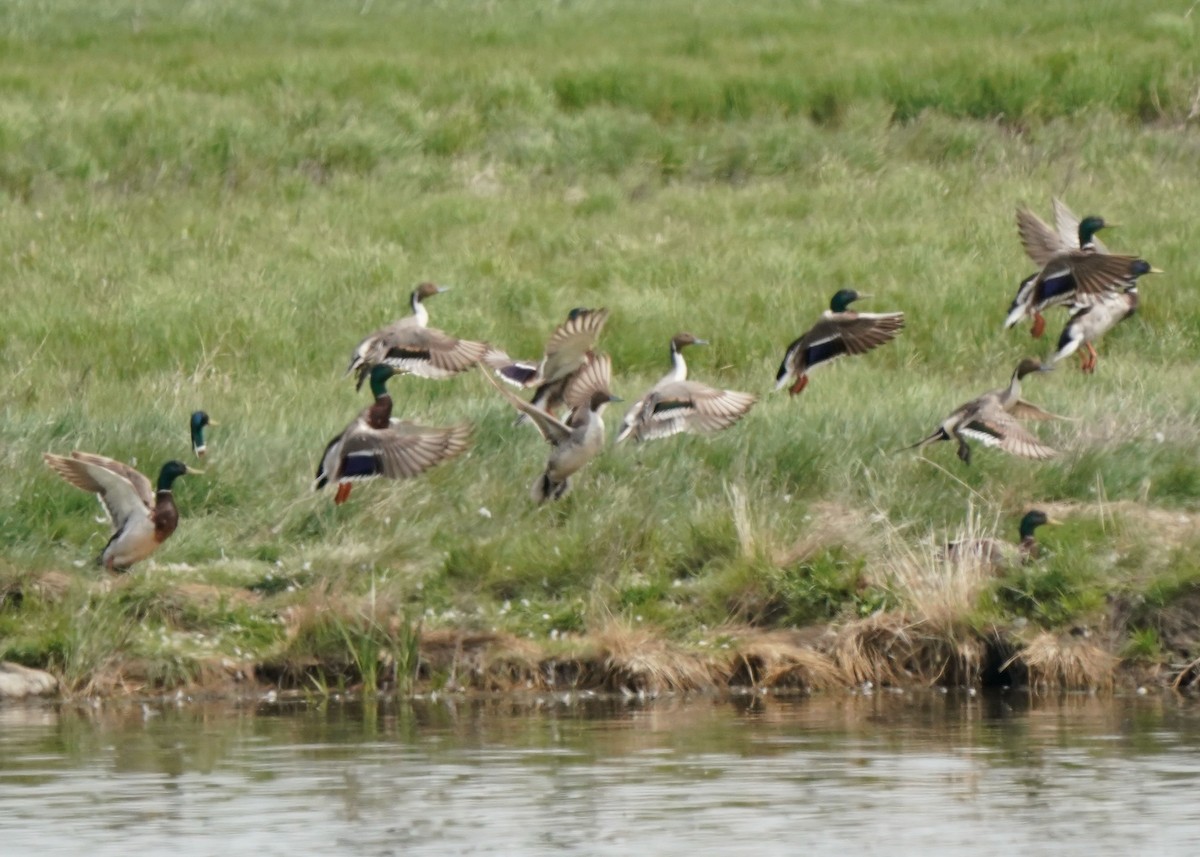 Northern Pintail - ML620644171