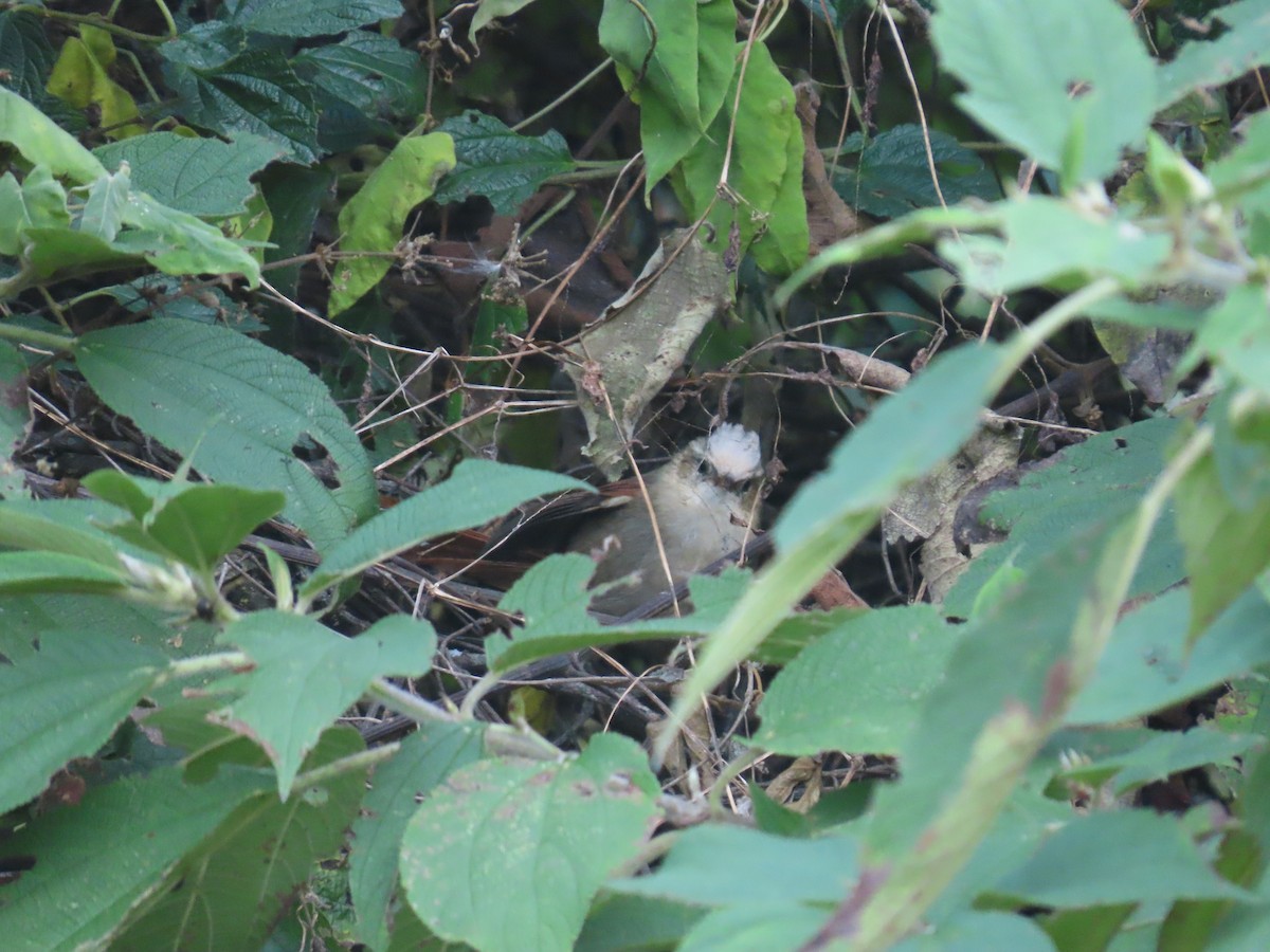 Creamy-crested Spinetail - ML620644172