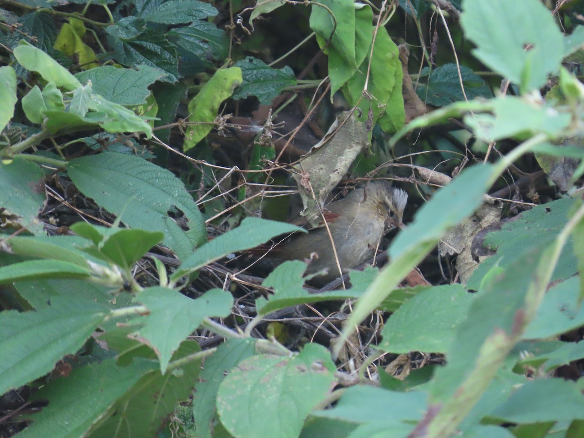 Creamy-crested Spinetail - ML620644175