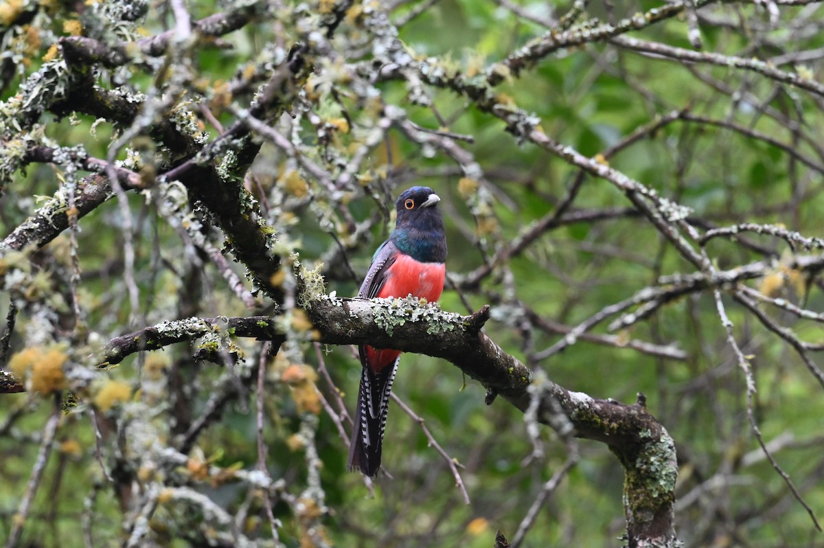 Blue-crowned Trogon - ML620644176