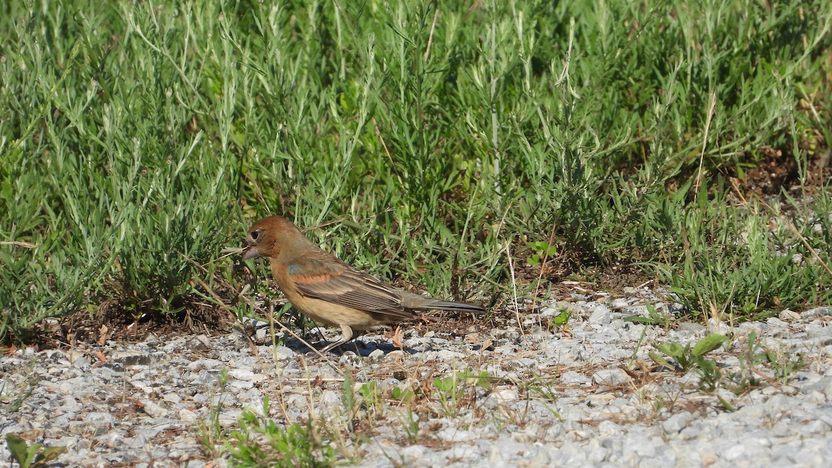 Blue Grosbeak - ML620644179