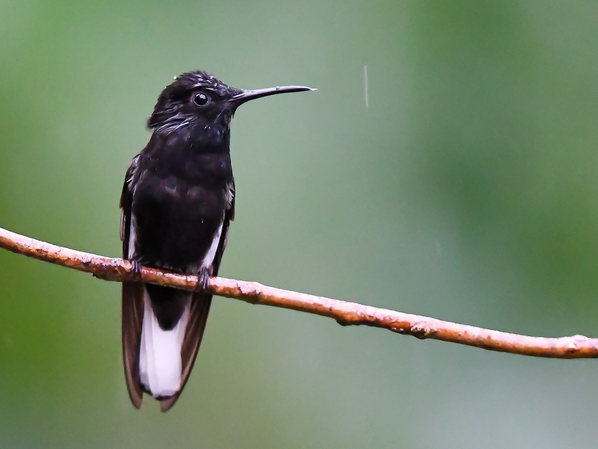 Colibrí Negro - ML620644180