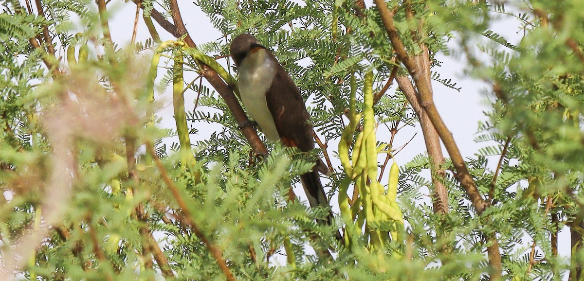 Yellow-billed Cuckoo - ML620644181