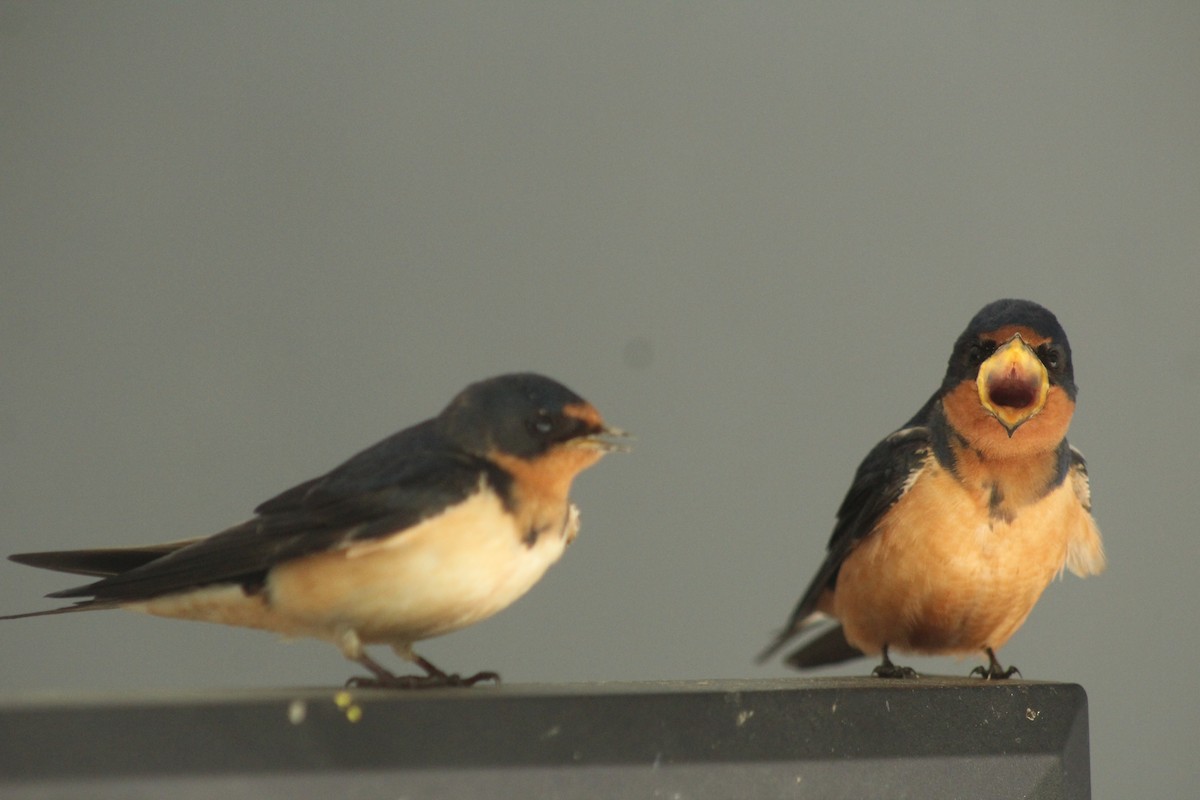 Barn Swallow - Curtis Rispin