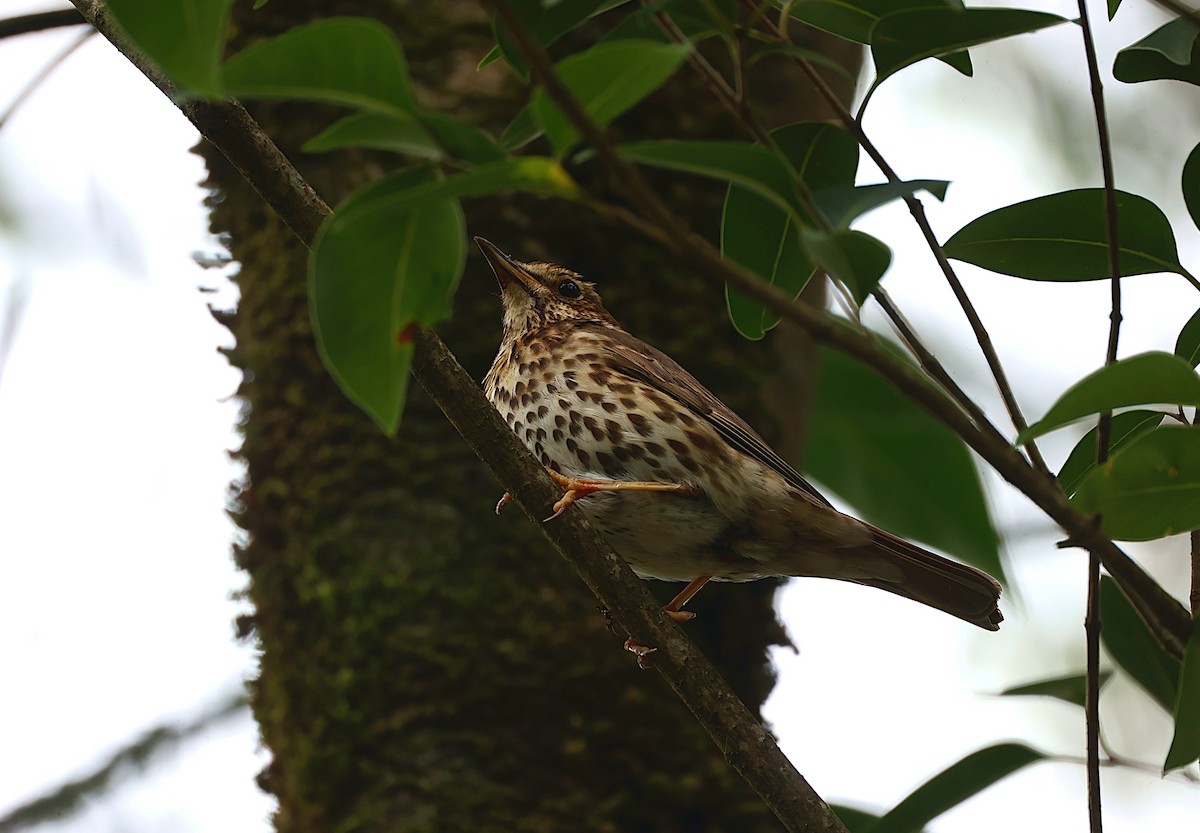 Song Thrush - ML620644183